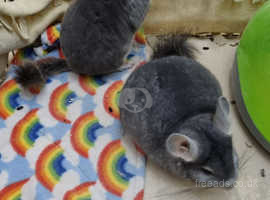 Bonded Chinchillas 2 males- Violet and Standard grey