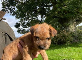 Lakeland terrier cross jack russell puppies hot sale for sale