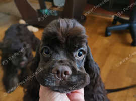 American cocker spaniel boys
