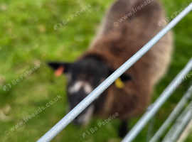 Blue texel cross tup lamb
