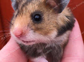 Hamsters For Sale Rehome In Ryton Find Small Furries For Sale