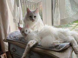 Maine Coon Mother and Daughter Champion Family