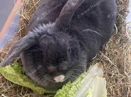 Female Rabbit 2 years