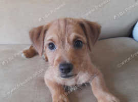 9 weeks old Chorkies cross