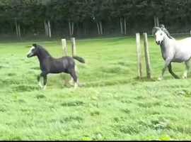 Last foal out of Cwm-hendy -buster