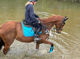 Fun but safe second horse