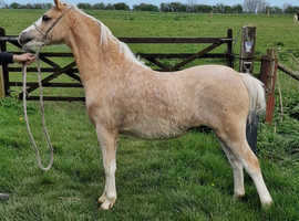 Top class welsh sec a palomino yearling colt