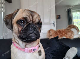 Female pug for dale sold pending pick up