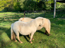 SPSBS registered mini Shetland fillies.