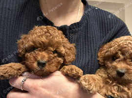 Beautiful F1b cavapoo puppies for sale