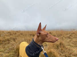 Rehoming our beloved  Pharaoh Hound