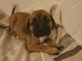 Staffy x best sale bullmastiff for sale