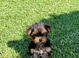 male pure Yorkshire Terrier puppy