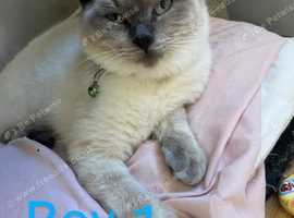Ragdolls looking 4 loving homes