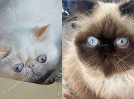 Exotic Persian *please read*