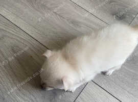 1 boy pomchi