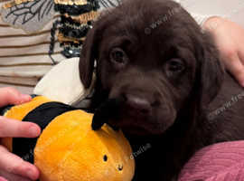 Dark Chocolate KC Reg Labrador Retriever Puppies