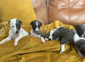 Very well bred kc whippets