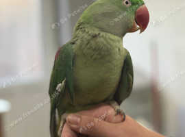 Female Alexandrine parrot 6 years old