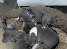 ITALIAN GREYHOUND KC REGISTERED PUPPIES