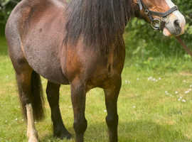 11.2hh 13 year old reg section A