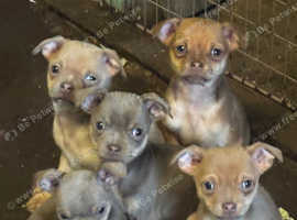 Male chug puppies