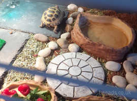 Horsefield tortoise age 3