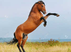 Looking for dangerous, green, difficult horse for free