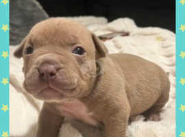 Baby hot sale pocket bully