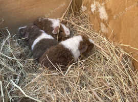 3 Guinea pigs (Teddies) available now