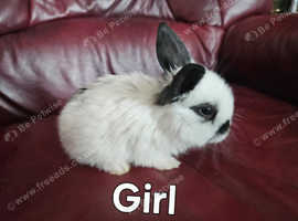 Beautiful lop babies