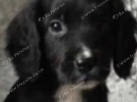 Beautiful cocker spaniel boy puppy