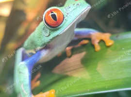 Red eye tree frog tadpoles