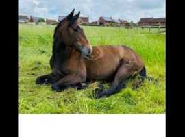 Quarter horse gelding for sale