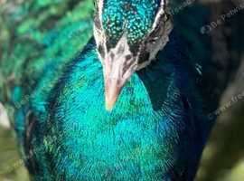 Peacocks year olds