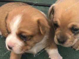 Beautiful Chihuahua X Puppies
