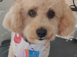 Cavapoo Stud