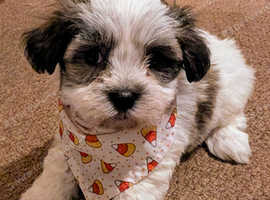 Bichon havanese 7 weeks