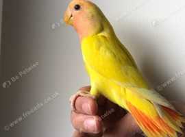 Lutino lovebirds