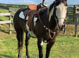 paint horse for sale