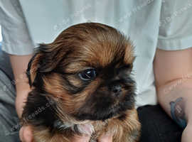 KC registered Imperial Shih Tzus looking for their forever homes