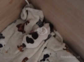 3 beautiful chihuahua pups left
