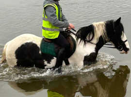 13.2hh cob gelding  10yr old
