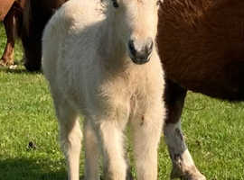 Registered palomino colt