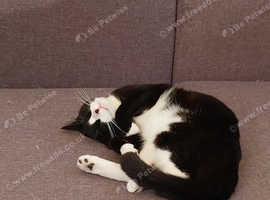 1 year old male for adoption