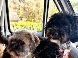 Stunning shihpoos
