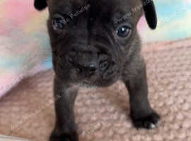 Beautiful cane corso x old tyme English