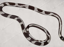 Adult California King Snake - aberrant pattern