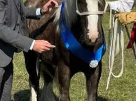 Silver dapple filly