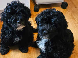 Beautiful Havapoo puppies - mixed breed